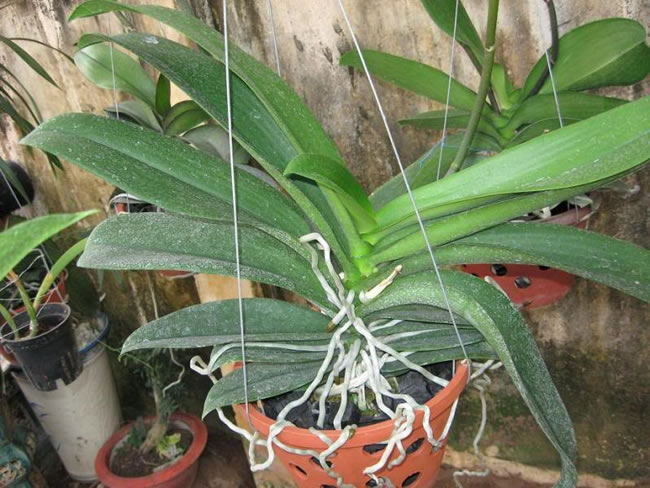 Rễ lan hồ điệp ó vai trò quan trọng giúp cung cấp chất dinh dưỡng cần thiết cho sự phát triển của cây