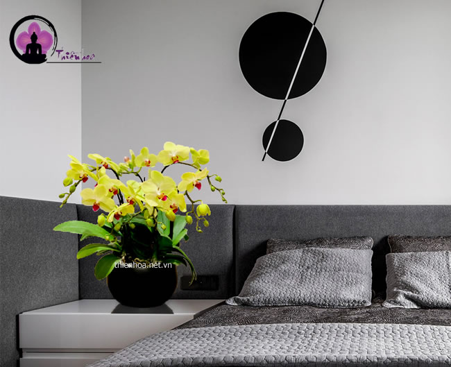 Tuy nhỏ bé, nhưng làn hồ điệp mini cũng đẹp sang trọng không hề kém lan hồ điệp thường