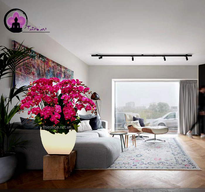 Chậu lan hồ điệp tím mừng khai trương là chậu hoa được nhiều người lựa chọn
