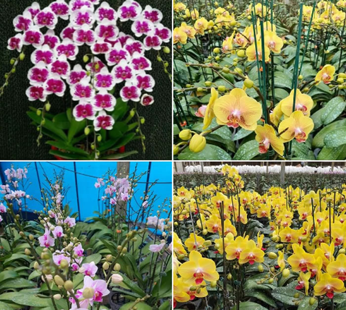 Với nhiều màu sắc sặc sỡ, lan hồ điệp Đà Lạt được dùng làm quà tặng trong nhiều dịp quan trọng