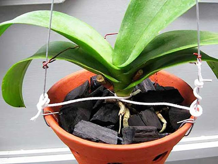 Lan hồ điệp Đà Lạt