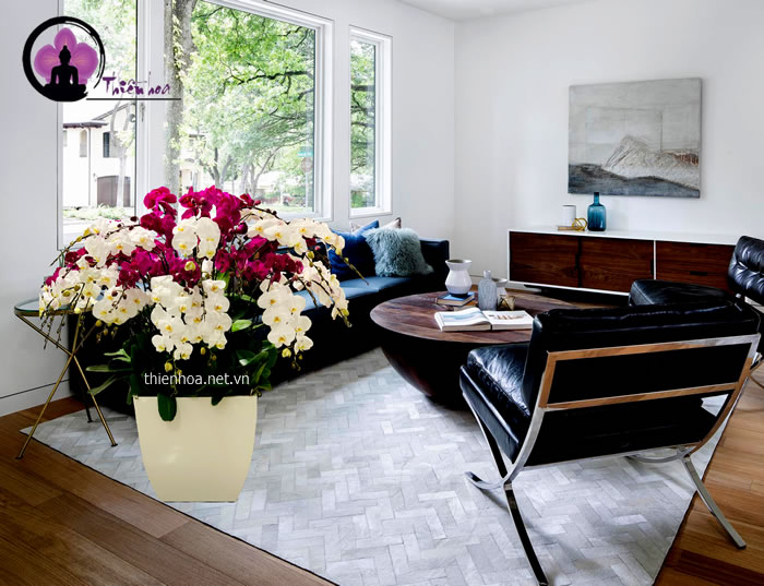 Lan hồ điệp mang nhiều ý nghĩa