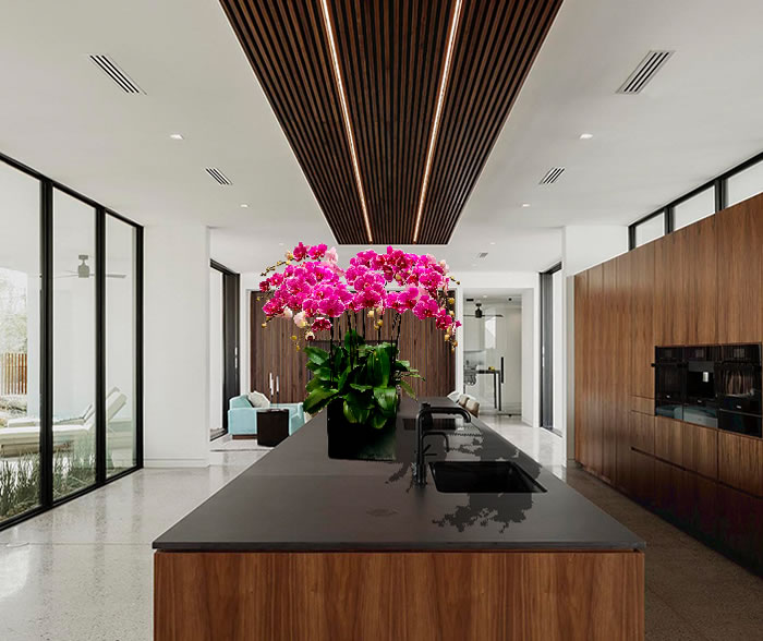 Chậu lan hồ điệp tím mừng tân gia
