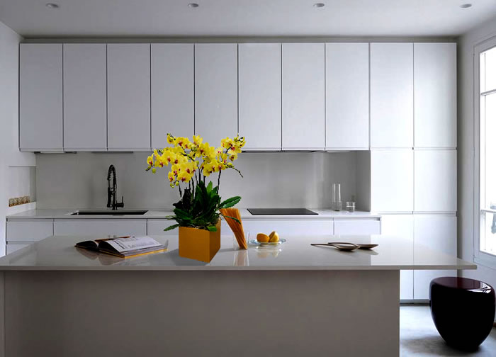 Chậu lan hồ điệp mừng tân gia mang nhiều ý nghĩa