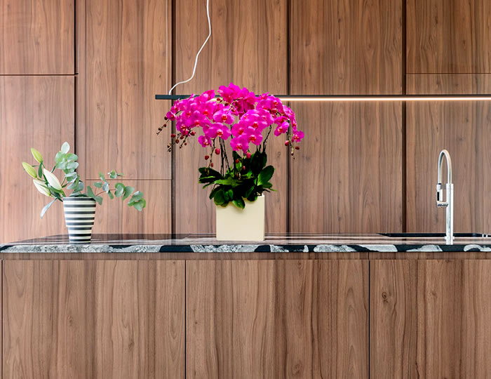 Chậu lan hồ điệp tím tặng thầy cô giáo
