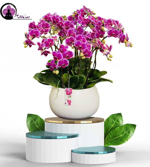 Chậu lan hồ điệp mừng khai trương - món quà tặng ý nghĩa