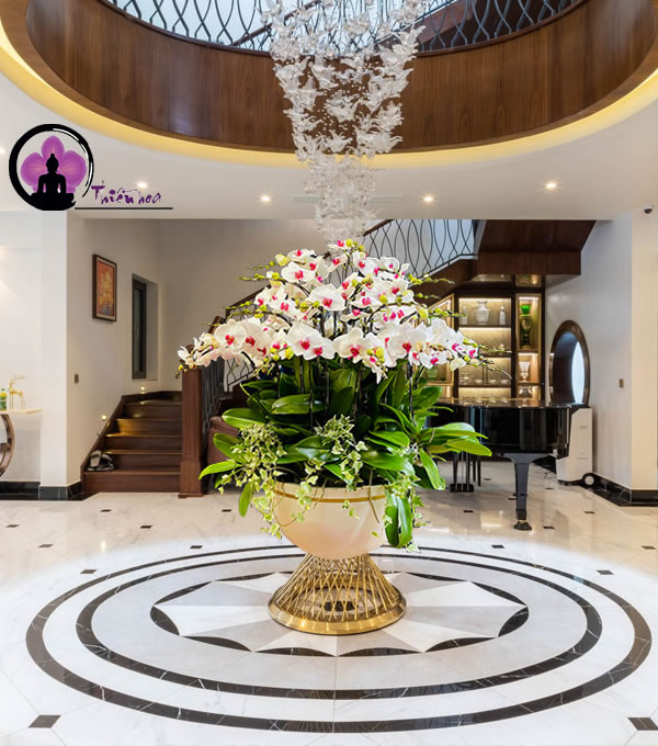 Chậu lan hồ điệp trắng mừng khai trương