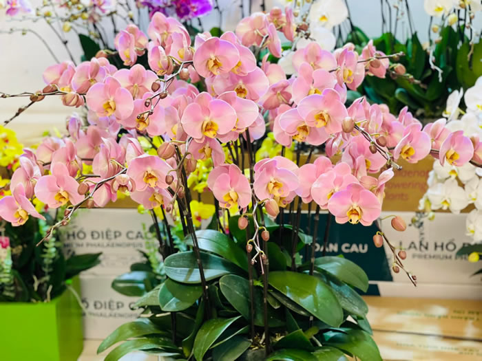 Lựa chọn những cành lan hồ điệp tươi, căng tràn sức sống để hoa được lâu nhất