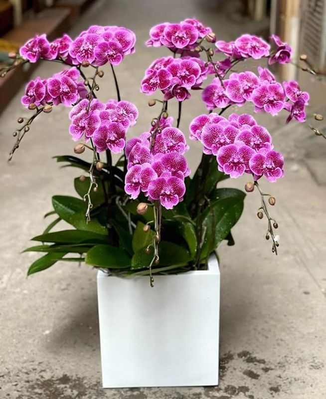 Chậu lan hồ điệp Tết là lựa chọn của nhiều người nhân dịp năm mới