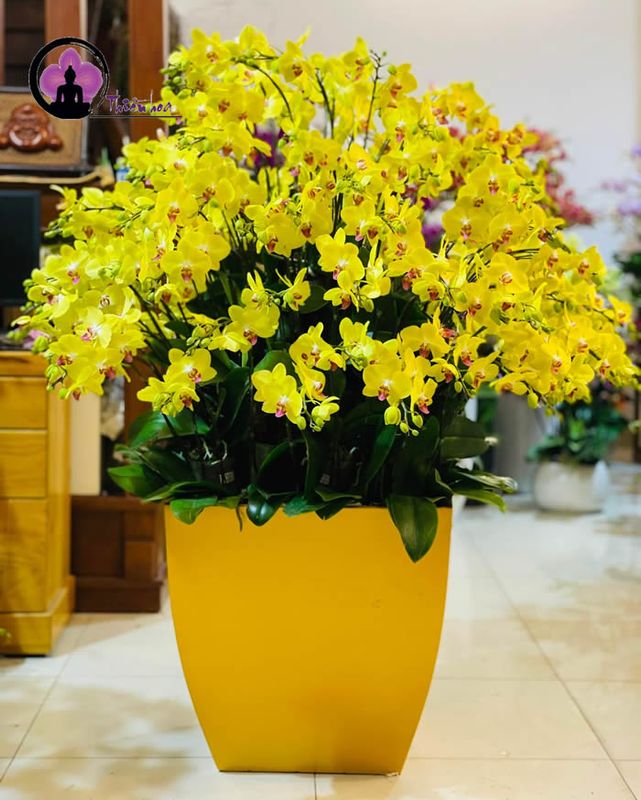 Chậu lan hồ điệp vàng mang lại may mắn, sung túc trong dịp Tết