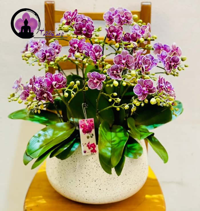 Một chậu lan hồ điệp mini đặt bàn cũng làm bừng sáng cả không gian phòng khách nhà bạn