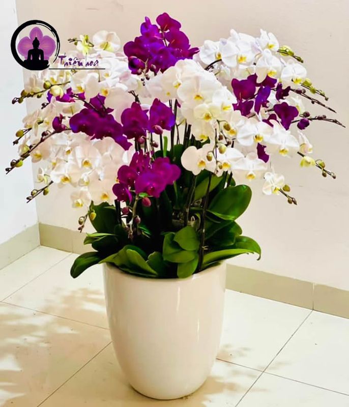 Chậu lan hồ điệp đa sắc cũng được nhiều khách hàng lựa chọn trong dịp Tết