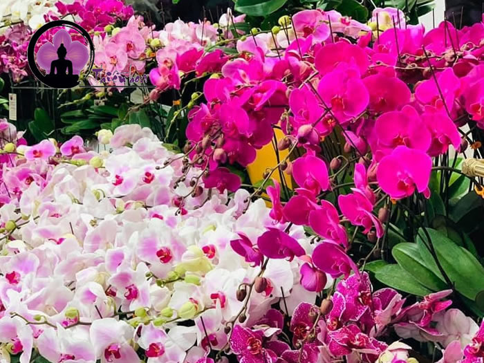 Trong những năm gần đây, lan hồ điệp  được lựa chọn nhiều để trưng bày trong dịp Tết