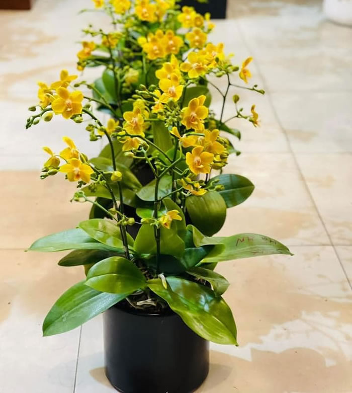 Chậu lan hồ điệp mini đặt bàn dịp Tết