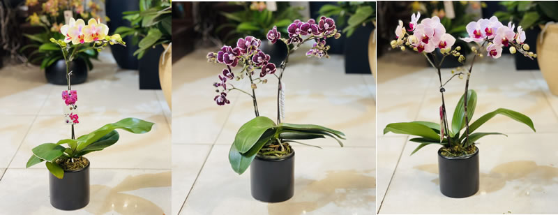 Lan hồ điệp minui đa dạng các màu sắc khác nhau