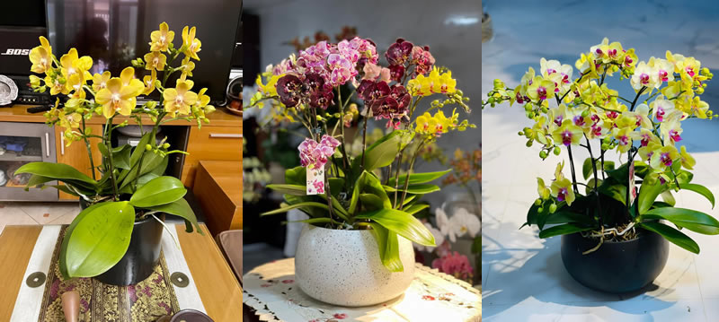 Chăm sóc chậu lan hồ điệp đúng cách trong dịp Tết