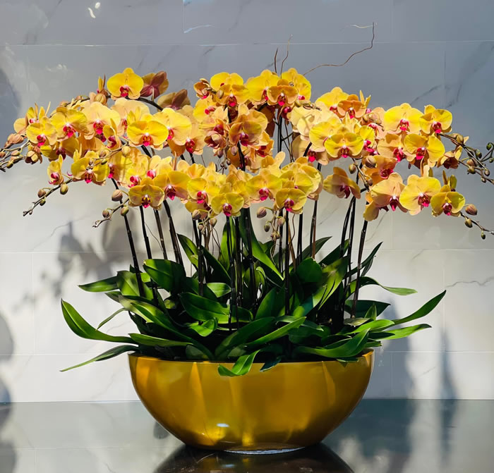 Chăm sóc chậu lan hồ điệp đúng cách giúp bạn có chậu lan hồ điệp đẹp chơi dịp Tết