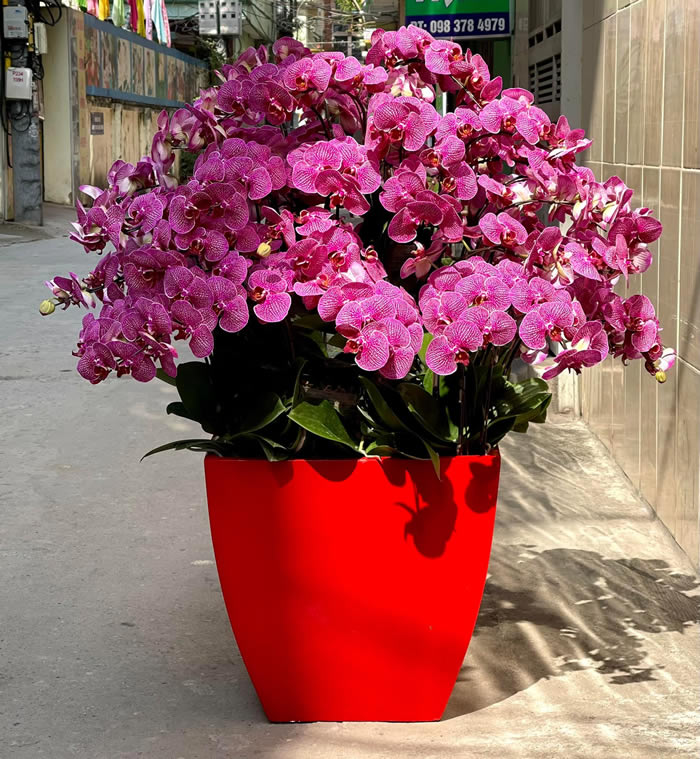 Lan hồ điệp là loài hoa ưa thích ánh sáng tự nhiên