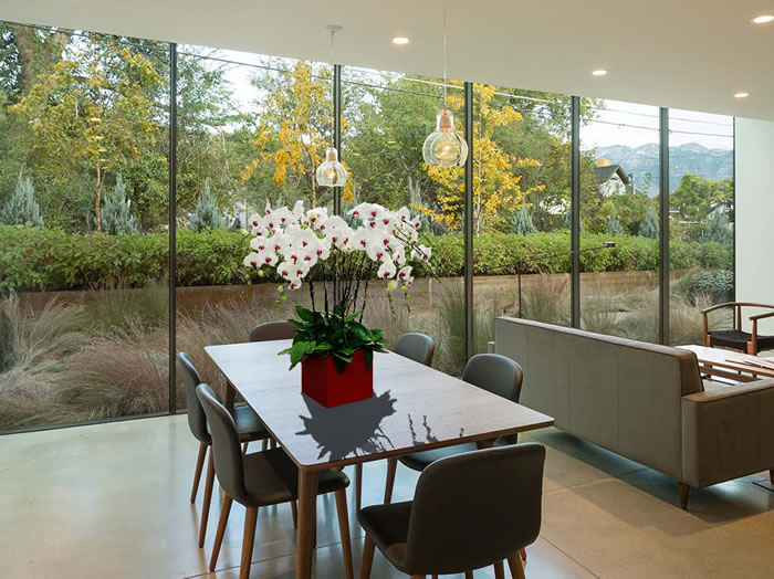 Lan hồ điệp mang đến không khí tươi vui, làm bừng sáng cả không gian