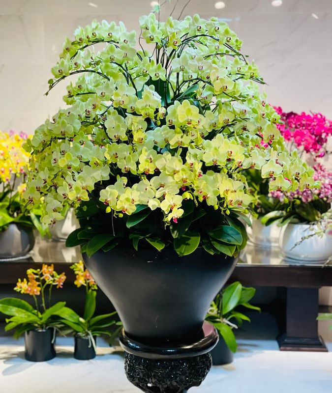 Lan hồ điệp tương trưng cho sự sung túc, no đủ