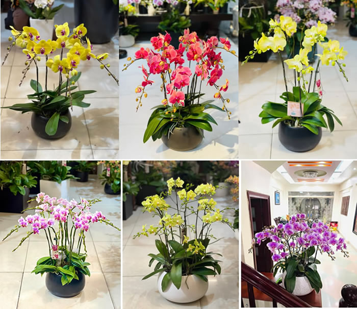Những chậu lan hồ điệp nhỏ xinh tặng bạn bè, đối tác dịp Tết