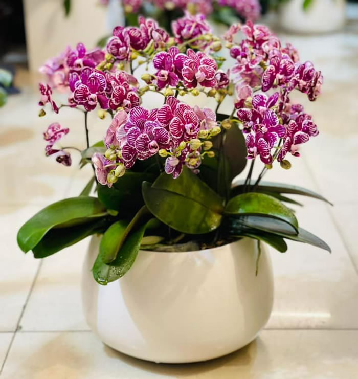 lan hồ điệp tặng vợ dịp Tết