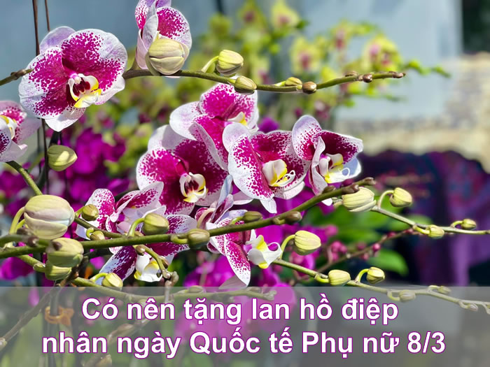 Lan hồ điệp là món quà ý nghĩa được nhiều người lựa chọn dành tặng phái đẹp nhân ngày 8/3