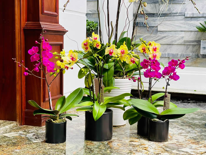 Lan hồ điệp đa dạng màu sắc