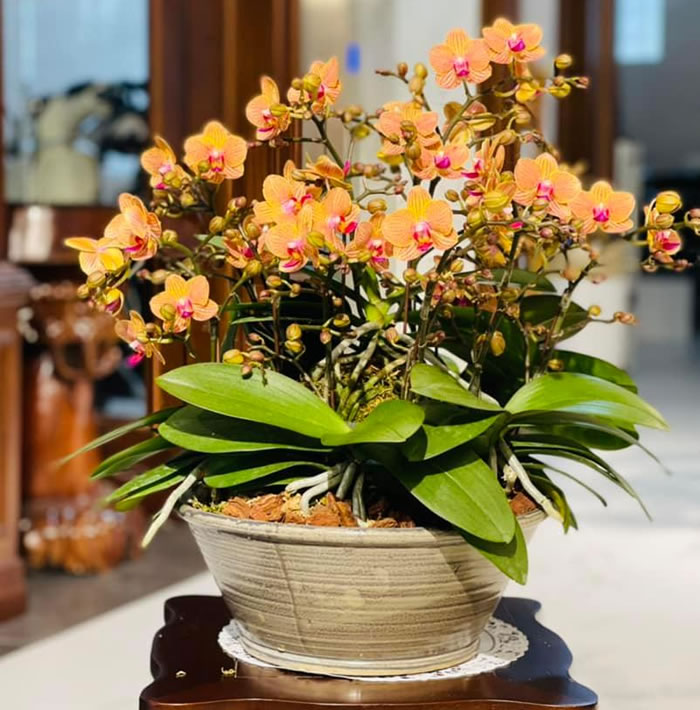 Chậu lan hồ điệp cam
