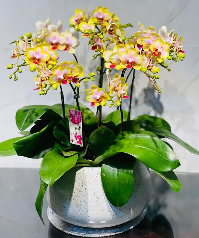 Chậu lan hồ điệp vàng