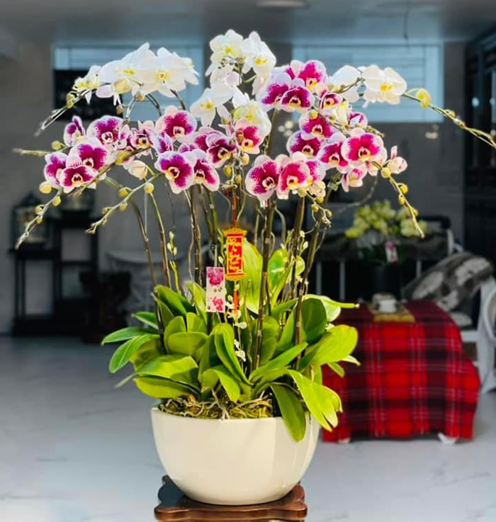 Chậu lan hồ điệp đa sắc