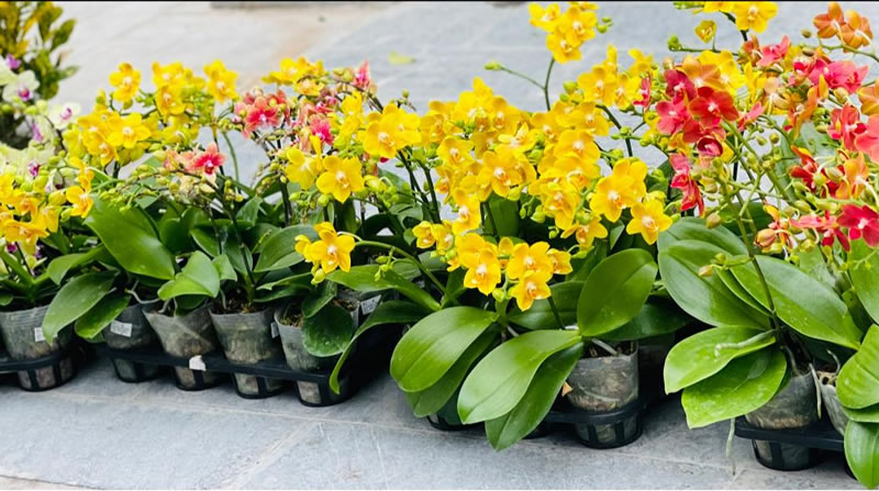 Lan hồ điệp là món quà ý nghĩa dành tặng những người thân yêu nhân ngày 8/3