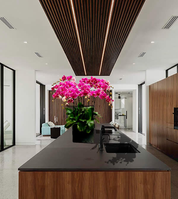 Chậu lan hồ điệp tím đốm 10 cành