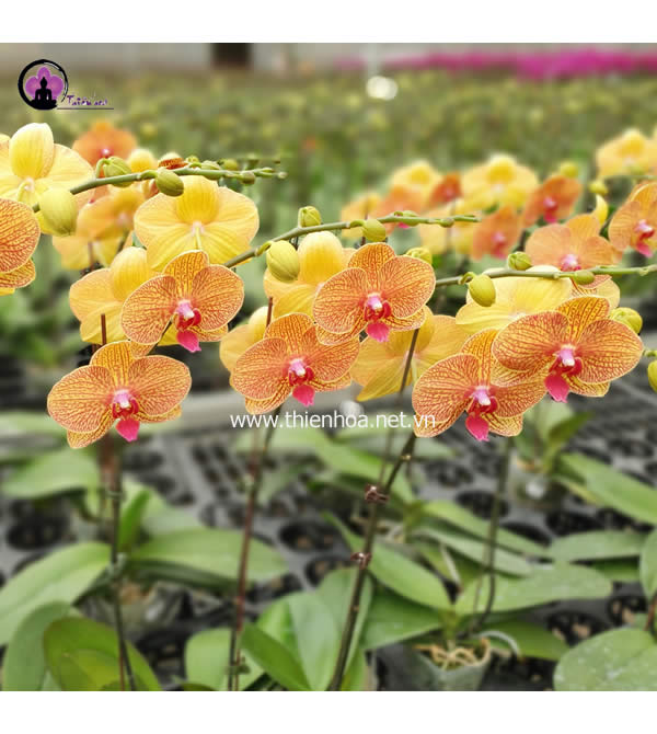 Lan hồ điệp màu cam sọc