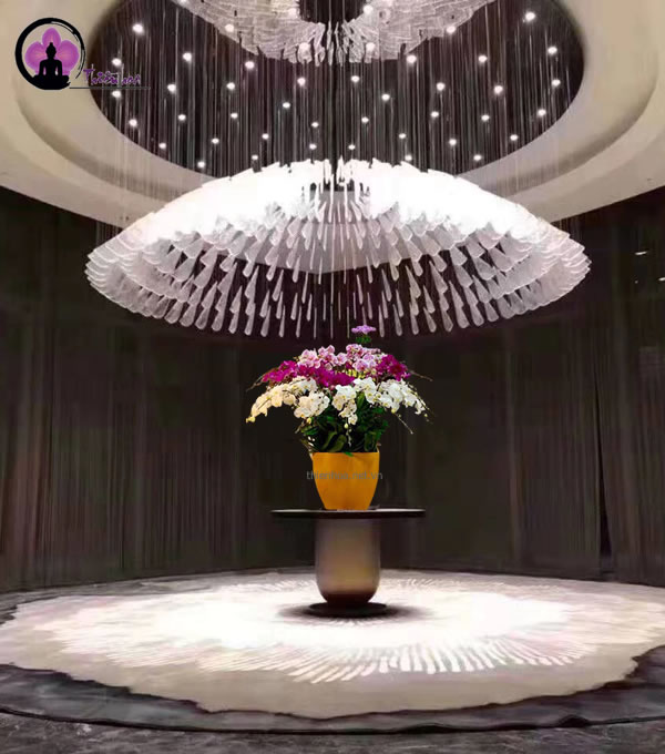 chậu lan hồ điệp tiền sảnh